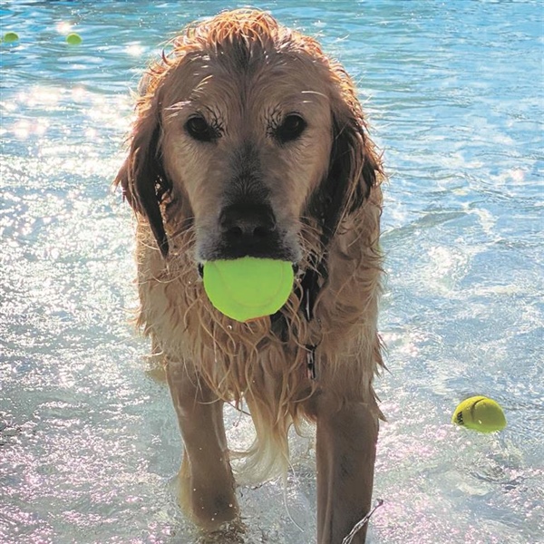 Doggie Splash - SOLD OUT