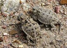 Short-horned Lizard/Horny Toad